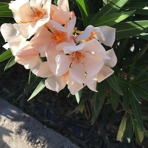 Nerium oleander zalm OLEANDER 50 zaden Mooie winterharde tuinheester of kamerplant