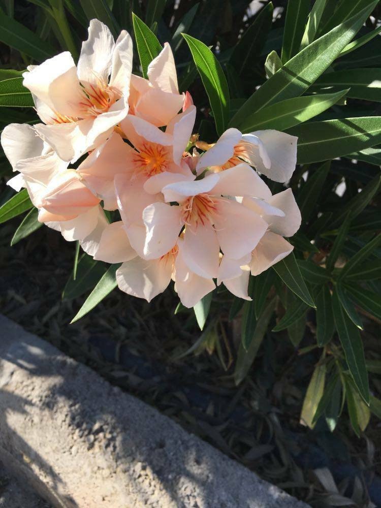 Nerium Oleander Salmon Oleander 50 Seeds Nice Hardy Garden Shrub Or