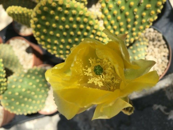 kaktus unter glasglocke Ichendorf Milano Desert Plants Gelbes Kaktus Longdrinkglas – Le Gioie main image 1