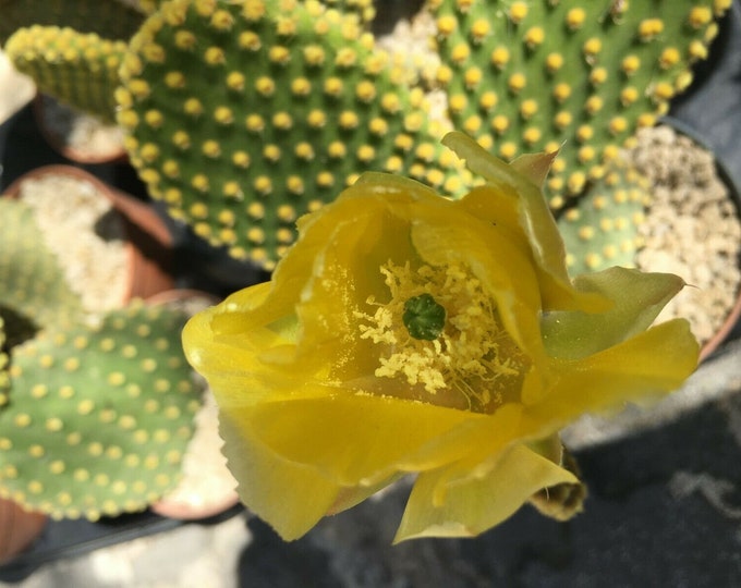 Opuntia microdasys yellow one high quality fresh unrooted pad bunny ears cactus