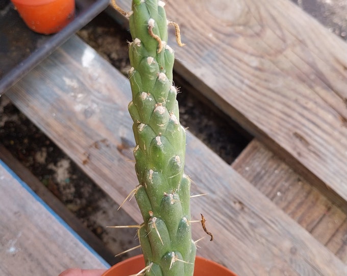 Opuntia subulata  6 inch plant austrocylindropuntia subulata - eve's needle