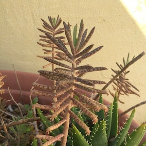 Kalanchoe  tubiflora  chandelier plant mother of thousands 1 plant approx 5 inches tall