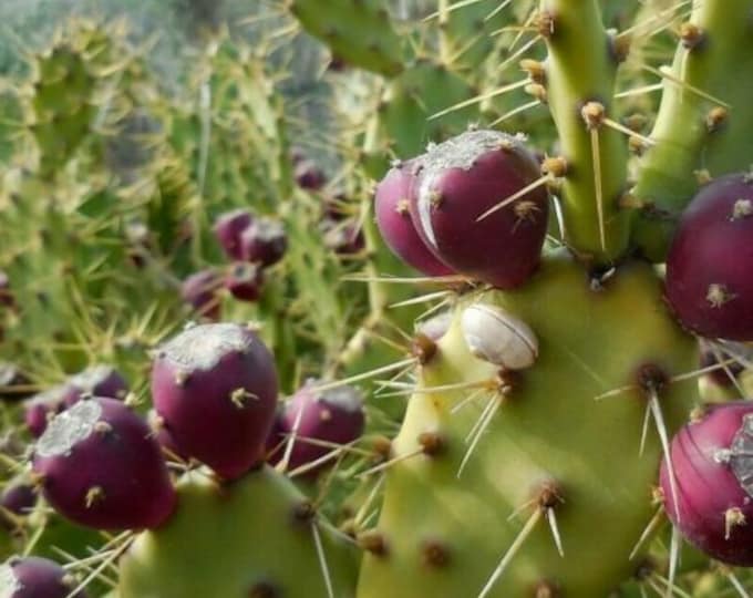 20 Seeds - Mediterranean Prickly Pear Cactus - Opuntia dillenii Free shipping Grows sweet edible fruit