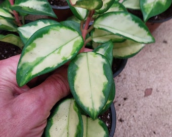 6 inch Hoya carnosa tricolor - wax plant - one plant in a 8.5 cm pot   green white pink  the pink only comes when its warm krimson princess
