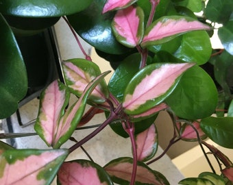 Hoya carnosa tricolor - wax plant - one plant in a 6.5 cm pot   - green white / pink  the pink only comes when its warm krimson princess