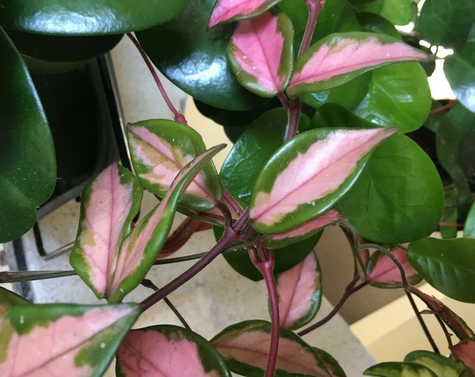 Hoya carnosa tricolor - wax plant - one plant in a 6.5 cm pot   - green white / pink  the pink only comes when its warm krimson princess