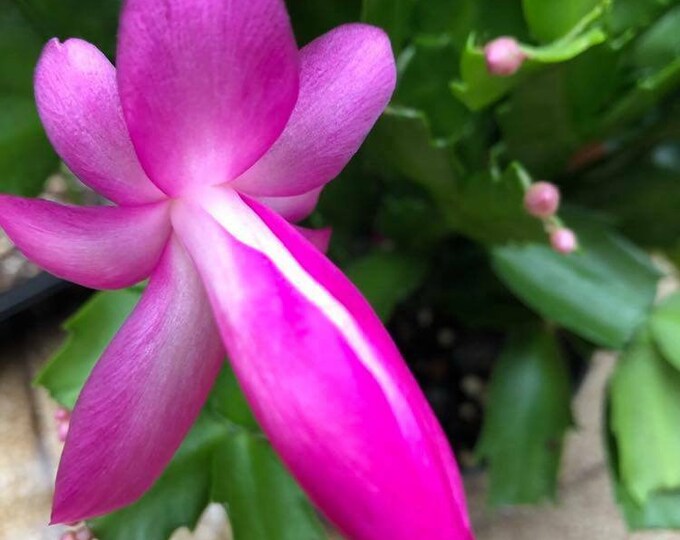 3 pink christmas cactus fresh double leaf cuttings rhipsalidopsis schlumbergera plant