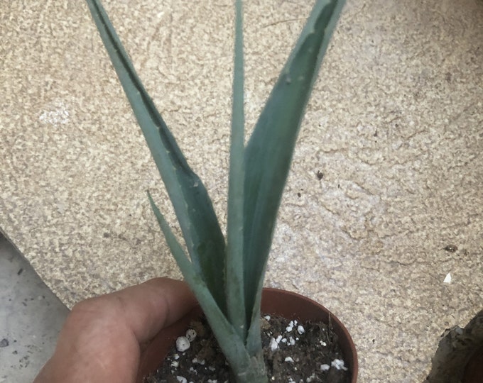 Agave americana small plant shipped in a 6.5cm pot