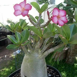 Adenium Arabicum Elephants Foot nice plant grown from seed Flowering House Plant image 1