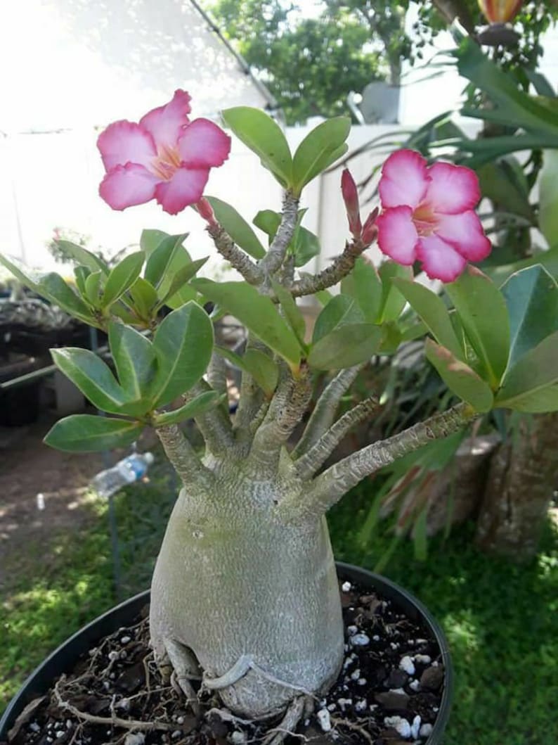 Adenium Arabicum Elephants Foot nice plant grown from seed Flowering House Plant image 1