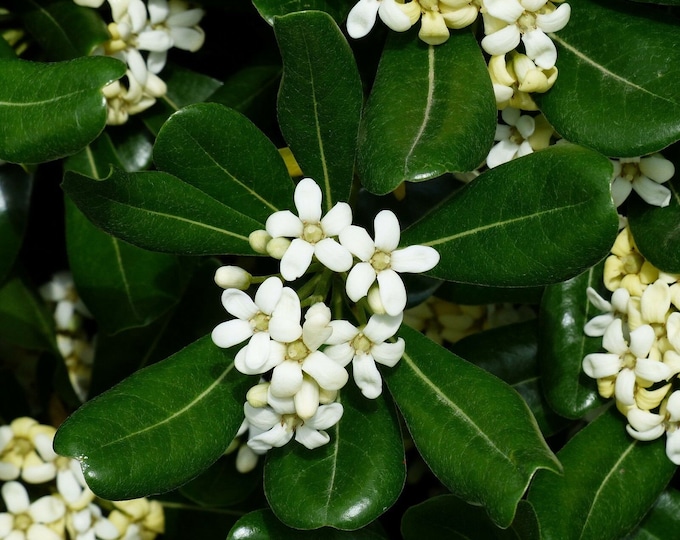 25 mock orange seeds pittosporum tobira nanum fresh seeds very hardy