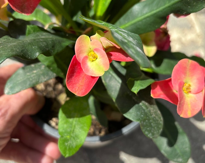 Euphorbia Milii plant - multi coloured flowers - 12cm pot - succulent plant for the plant in the photo