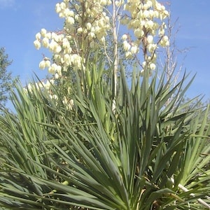 Yucca Plantenzaden - 15 Verse zaden - Yucca gloriosa Familie: ASPARAGACEAE Witte Bloemen Gratis Verzending