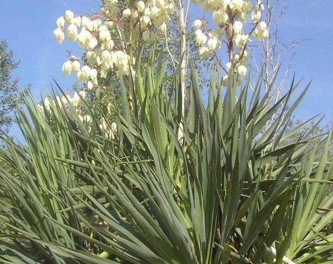Yucca Plant seeds - 15 Fresh seeds - Yucca gloriosa Family: ASPARAGACEAE  White Flowers  Free Shipping