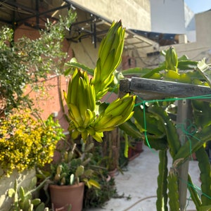 Può includere: Primo piano di una pianta di frutto del drago con diversi boccioli verdi che crescono su un ramo. La pianta sta crescendo in un vaso ed è circondata da altre piante.