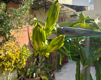 Talee mature di frutto del drago gigante bianco American Beauty Seoul Kitchen Natural Mystic