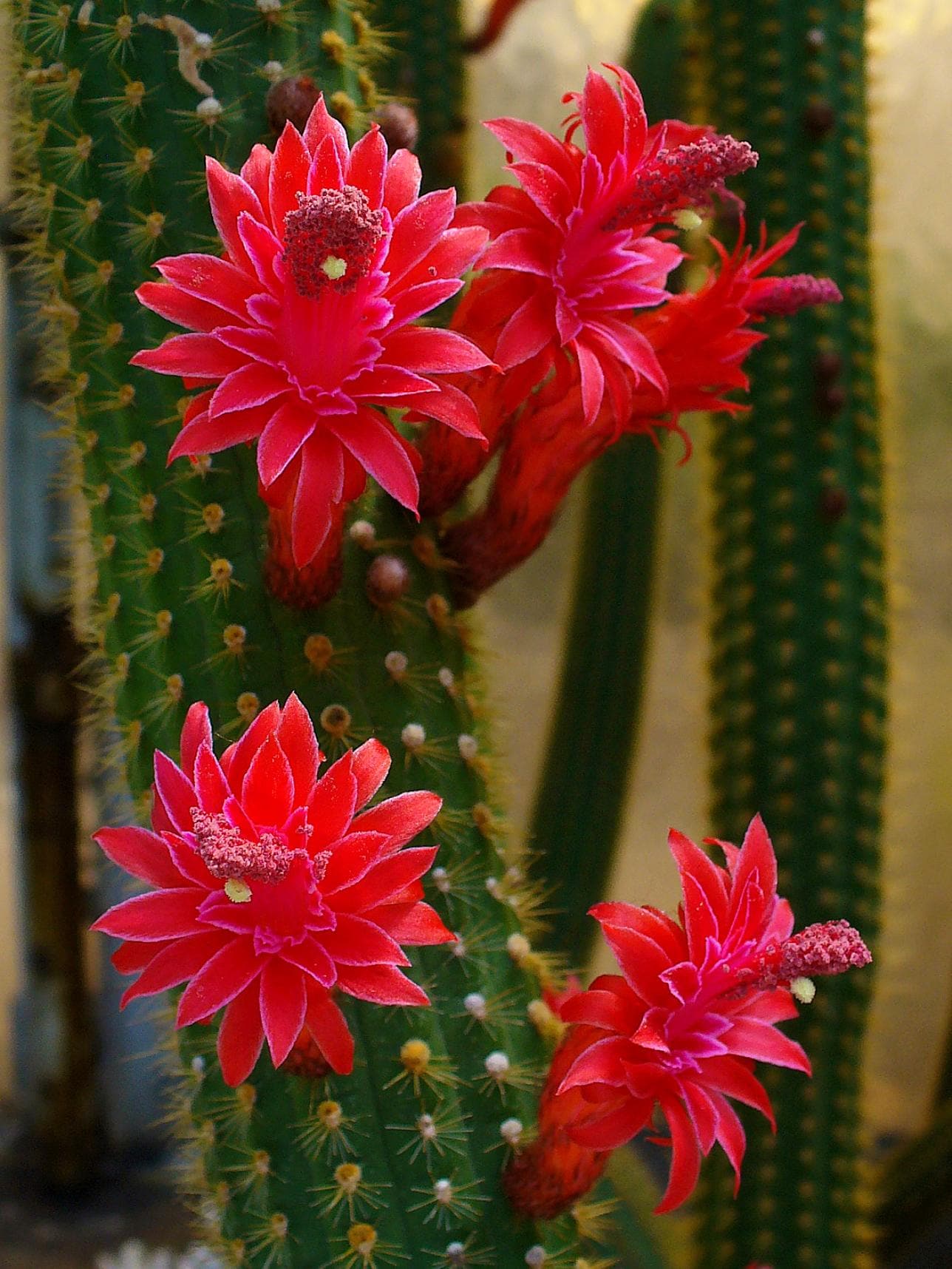 German empress epiphyllum - Etsy.de