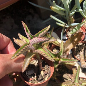 Alligator Plant Kalanchoe daigremontiana Mother of Thousands    Bryophyllum Daigremontiana  shipped in a 5.5cm pot  Devils backbone