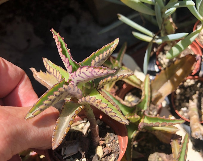 Alligator Plant Kalanchoe daigremontiana Mother of Thousands    Bryophyllum Daigremontiana  shipped in a 5.5cm pot  Devils backbone