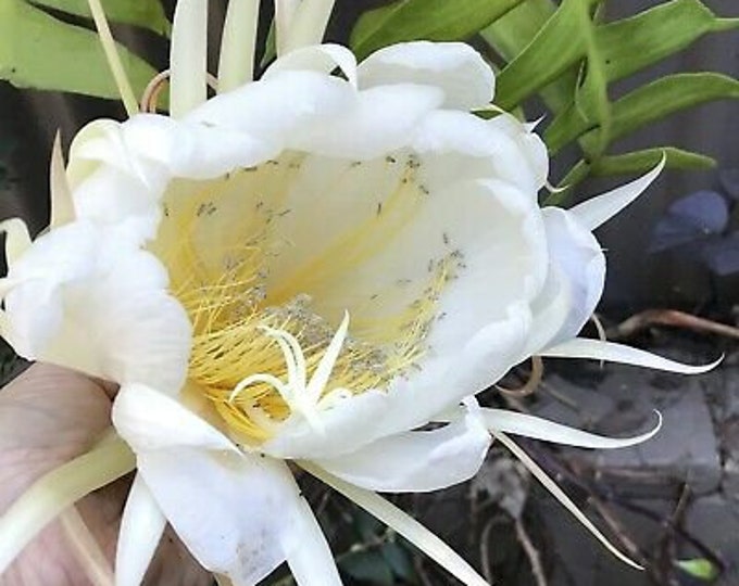 Selenicereus chrysocardium  epiphyllum chrysocardium  Fern Leaf Cactus shipped in an 8.5cm pot