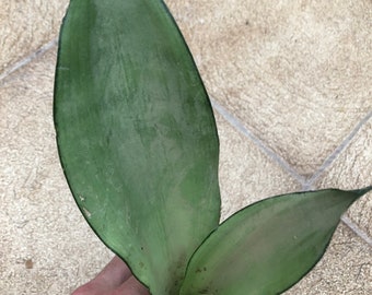 Sansevieria Moonshine shipped in a 8.5cm pot or bare rooted  snake plant 6 inches tall