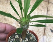 Pachypodium lamerei ramosum - branched madagascar palm succulent