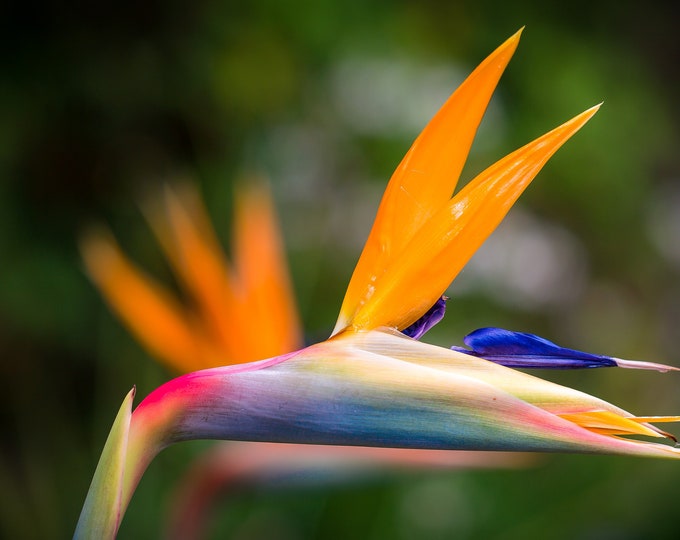 Bird of Paradise Plant approx 3 foot high with a number of leaves and a good bulb