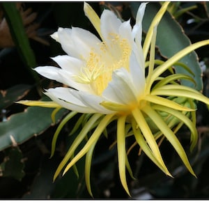 GIANT Witte Hylocereus Dragon Fruit Cactus Enorme Bloem Pitaya 4-5 inch SNIJDEN