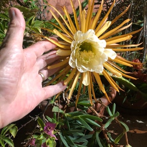 Selenicereus grandiflorus queen of the night vanilla cactus one cutting image 1
