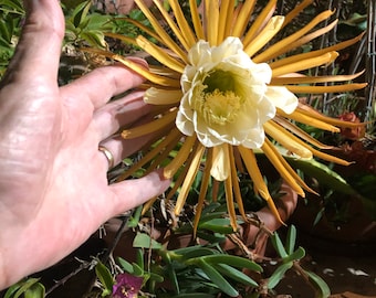 Selenicereus grandiflorus queen of the night vanilla cactus one cutting