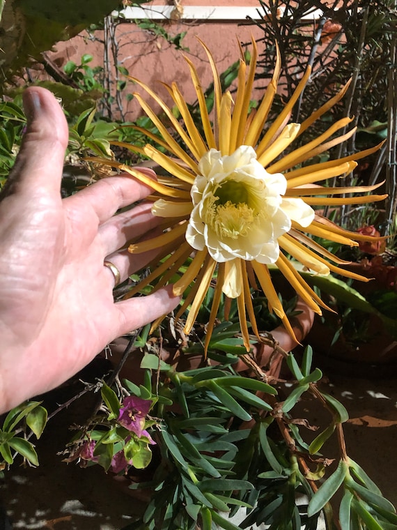 Selenicereus Grandiflorus Queen of the Night Vanilla Cactus Etsy UK