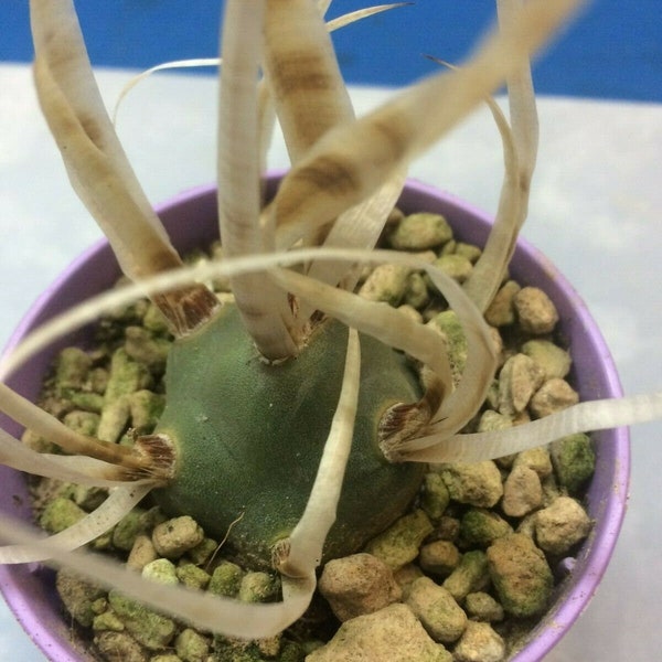 Tephrocactus articulatus v. papyracanthus cactus - paper spine cactus 6.5 cm pot