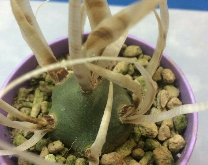 Tephrocactus articulatus v. papyracanthus cactus - paper spine cactus 6.5 cm pot