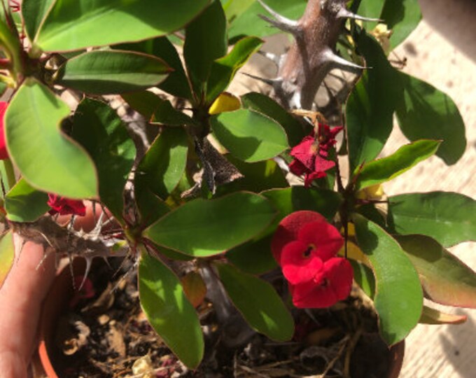 Euphorbia Milii plant - red flower - 12cm pot - succulent plant
