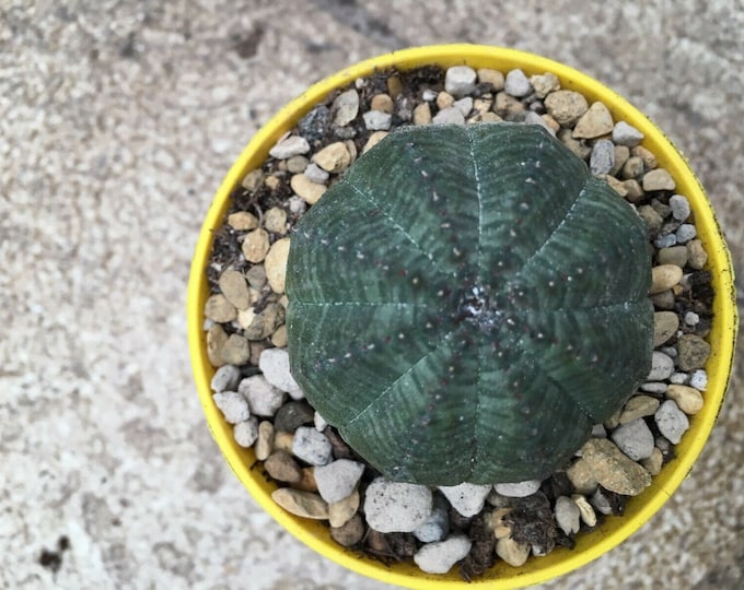 Euphorbia obesa symmetrica- baseball plant - live plant - cool succulent plant