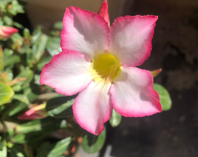 Adenium Obesum Elephants Foot 5 fresh seeds good germination rate  Common names include Elephants Foot and  Desert Rose Free shipping