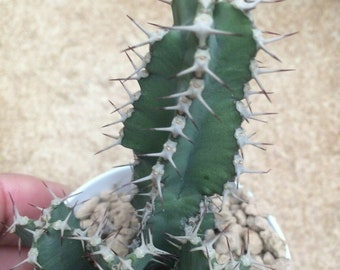 Euphorbia polyacantha - fishbone-thistle, fish-bone cactus shipped in a pot