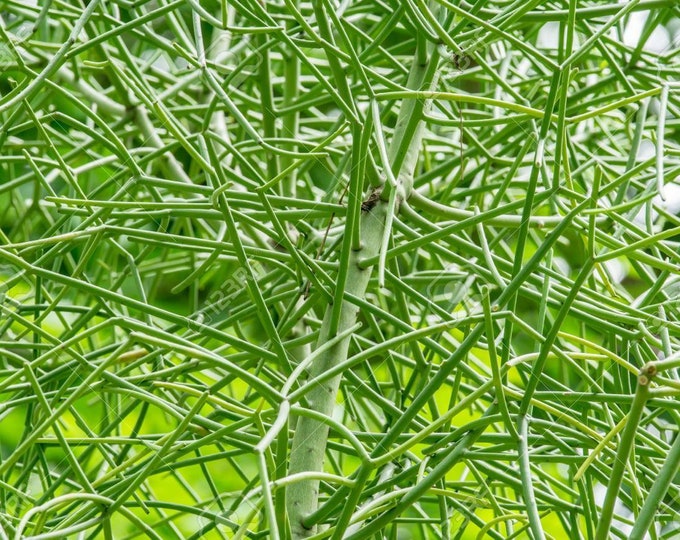 Pencil cactus euphorbia tirucalli two fresh high quality rootless cuttings