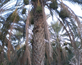Peut inclure: Une palmeraie avec des palmiers aux troncs bruns et aux frondes vertes. Les arbres sont chargés de grappes de dattes vertes.