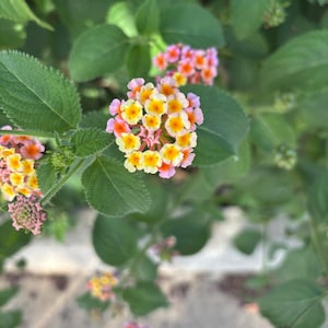 Op de afbeelding: Close-up van een cluster van kleine, levendige bloemen in tinten geel, oranje en roze. De bloemen zijn omgeven door groene bladeren, waardoor een natuurlijke en kleurrijke scène ontstaat. De afbeelding legt de schoonheid van een bloeiende plant vast.
