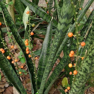 Op de afbeelding: Een close-up van een groene en zwarte slangplant met oranje bessen die aan de stengels groeien. De plant heeft lange, smalle bladeren met een gevlekt patroon.