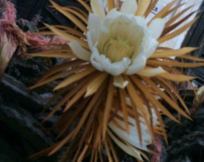 Selenicereus grandiflorus queen of the night vanilla cactus mature cutting