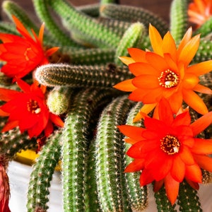Cucumber cactus - Etsy sterreich
