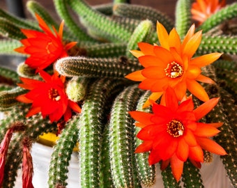 Boutures d'Echinopsis chamaecereus cacahuète, fleur d'oranger