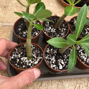 Adenium Arabicum Elephants Foot nice plant grown from seed Flowering House Plant image 2