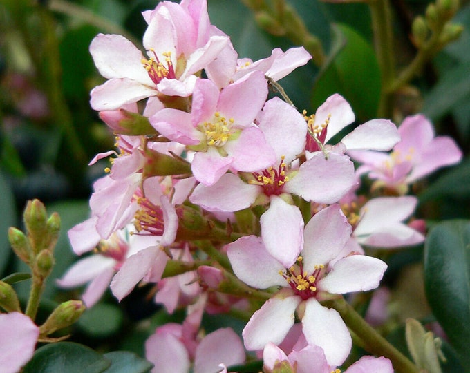 Indian Hawthorn Rhaphiolepis indica 5 seeds  Pink Flowers Blue Berries  Free Shipping