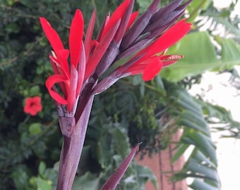 Canna indica / edulis, Indian Shot Lily, Arrowroot  Red flower - 15 Seeds  Free Shipping