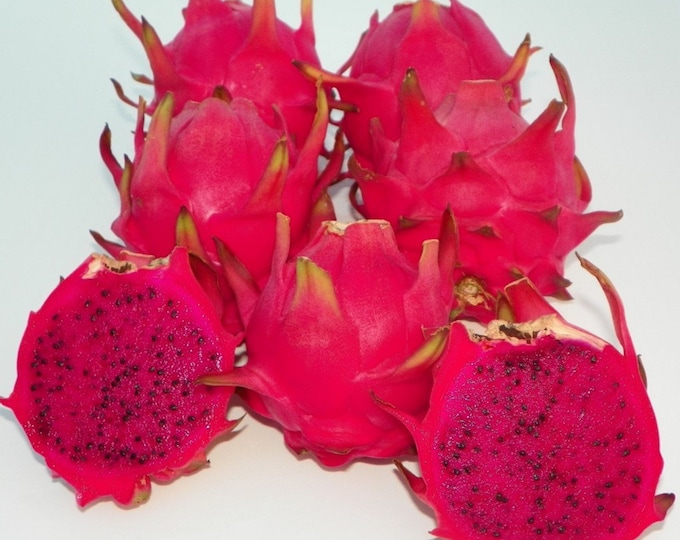 Natural Mystic   Self Pollinating dragon Fruit pitaya  Cutting   choice of size Natural Mystic – H. polyrhizus X H. undatus