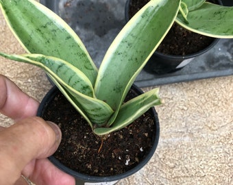 Sansevieria Trifasciata white snow   also known as mother-in-law’s tongue shipped in an 8.5cm pot