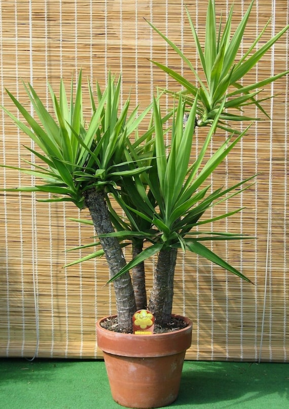 Yucca Gloriosa Seeds - 20 Fresh Evergreen Shrub Seeds - Etsy Israel